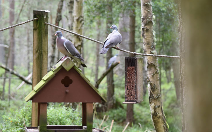 wood pigeons at Carrbridge