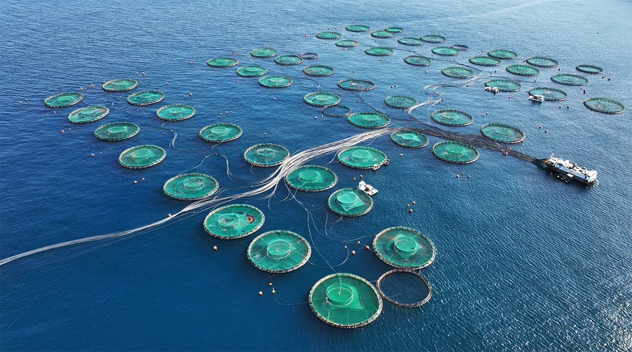 fish farming arrial drone image