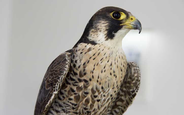 peregrine falcon Aberdeen